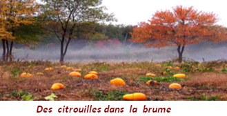 Des citrouilles dans la brume