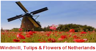  Moulin à vent, tulipes et fleurs de Pays-Bas 